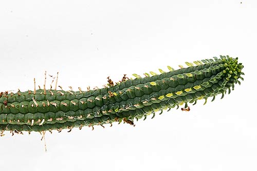 Euphorbia Euphorbia sp3 bis (mammillaris) img_1564