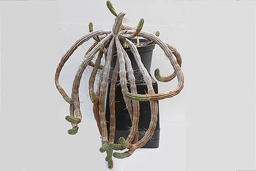 Euphorbia Euphorbia sp3 bis (mammillaris) img_1573