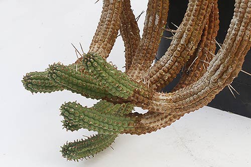 Euphorbia Euphorbia sp3 bis (mammillaris) img_1577