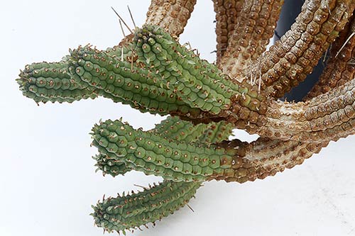 Euphorbia Euphorbia sp3 bis (mammillaris) img_1579