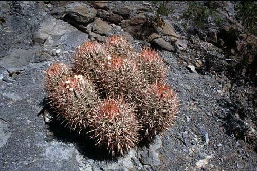 Echinocactus polycephalus 03n22